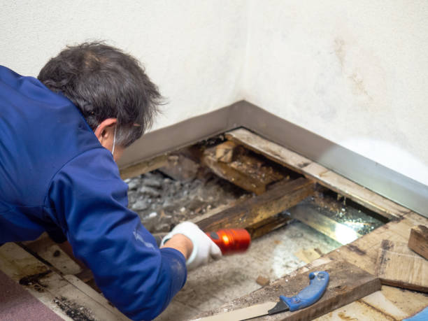 Office Mold Removal Services in Selah, WA