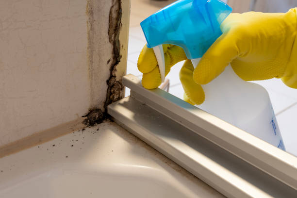 Best Mold Damage Repair  in Selah, WA