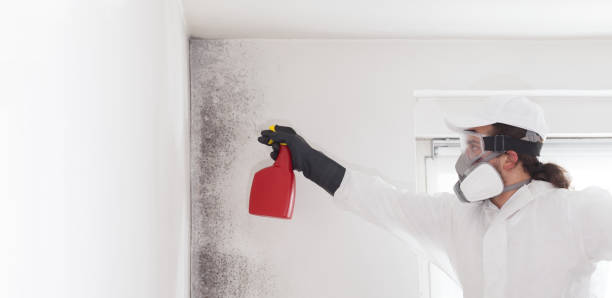 Best Mold Removal Company Near Me  in Selah, WA