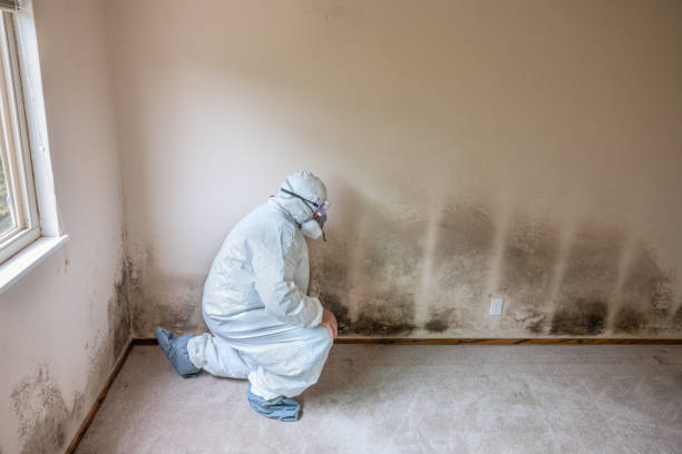 Best Mold Remediation  in Selah, WA