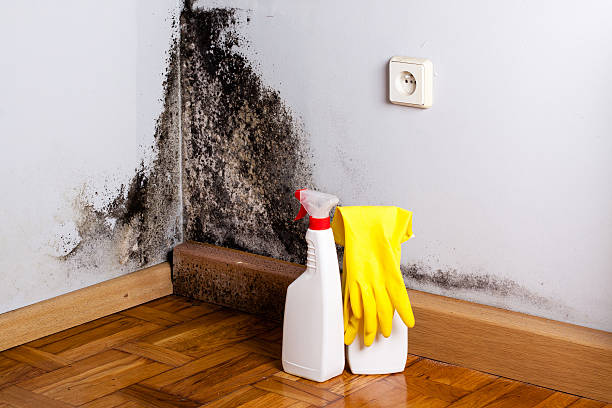 Best Mold Removal and Inspection  in Selah, WA